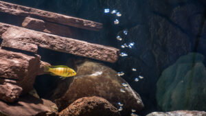 038-2015-01-17 Aquarium