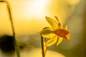 038-2015-02-17 Bloemen