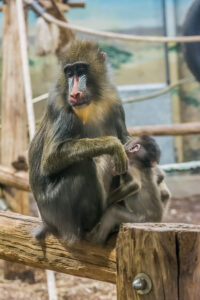 038-2015-12-12 Yill in dierenpark Rhenen