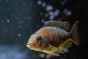 039-2014-12-18 Aquaria Hans Eijken