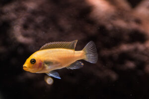 039-2015-01-17 Aquarium