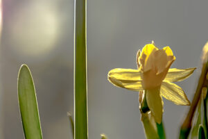 039-2015-02-17 Bloemen