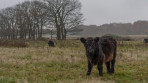 039-2015-11-08 Winterwandeling Rhenen