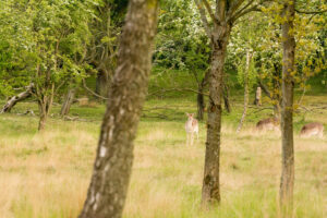 040-2014-05-04 Amsterdamse waterleidingduinen Les 6