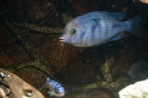 040-2014-12-18 Aquaria Hans Eijken
