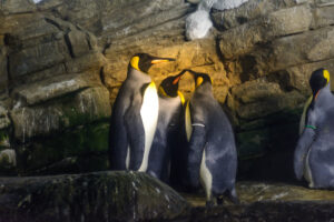 040-2015-02-08 Dierentuin Blijdorp