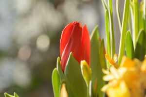 040-2015-02-17 Bloemen