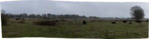 040-2015-11-08 Winterwandeling Rhenen