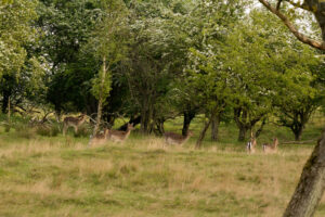 041-2014-05-04 Amsterdamse waterleidingduinen Les 6