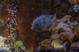 041-2014-12-18 Aquaria Hans Eijken