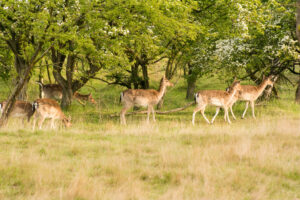 042-2014-05-04 Amsterdamse waterleidingduinen Les 6