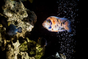 042-2014-12-18 Aquaria Hans Eijken