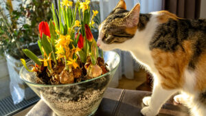 042-2015-02-17 Bloemen