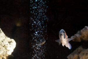 043-2014-12-18 Aquaria Hans Eijken