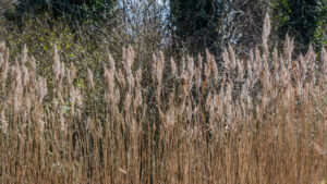 043-2015-03-22 Park Overvoorde