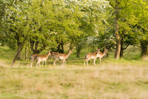 044-2014-05-04 Amsterdamse waterleidingduinen Les 6