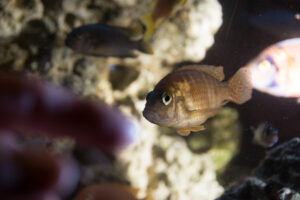 044-2014-12-18 Aquaria Hans Eijken