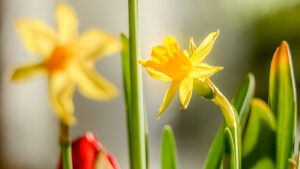 044-2015-02-17 Bloemen