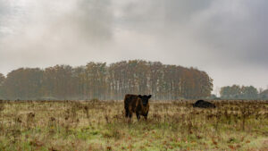 044-2015-11-08 Winterwandeling Rhenen