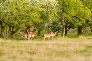 045-2014-05-04 Amsterdamse waterleidingduinen Les 6