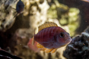 045-2014-12-18 Aquaria Hans Eijken