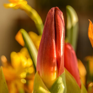 045-2015-02-17 Bloemen