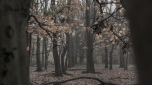 045-2015-11-08 Winterwandeling Rhenen