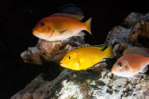 046-2014-12-18 Aquaria Hans Eijken