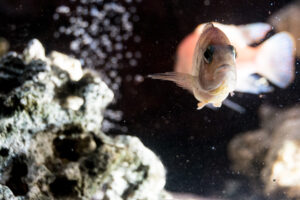 047-2014-12-18 Aquaria Hans Eijken