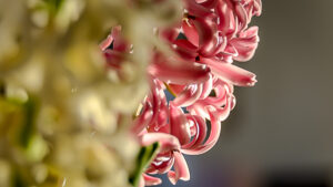 047-2015-02-17 Bloemen