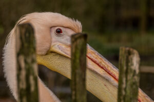 047-2015-12-12 Yill in dierenpark Rhenen
