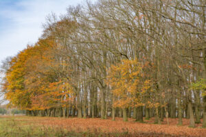 048-2015-11-08 Winterwandeling Rhenen