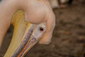 048-2015-12-12 Yill in dierenpark Rhenen