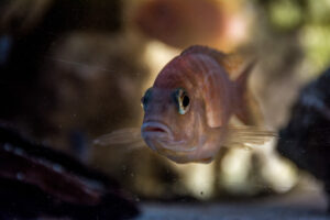 049-2014-12-18 Aquaria Hans Eijken