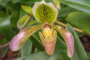 049-2015-11-28 Weerribben en Orchideenhoeve