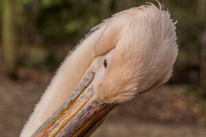 049-2015-12-12 Yill in dierenpark Rhenen