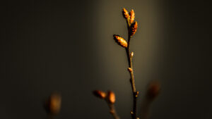 050-2015-02-17 Bloemen