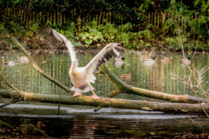 050-2015-12-12 Yill in dierenpark Rhenen