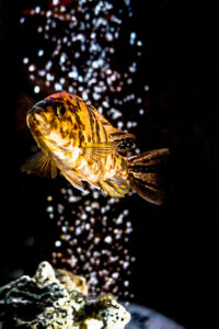 051-2014-12-18 Aquaria Hans Eijken
