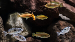 051-2015-01-17 Aquarium