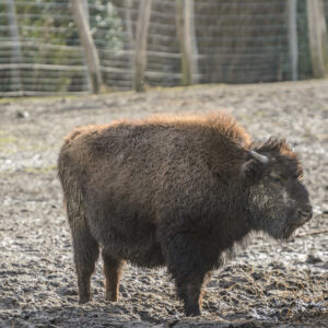 051-2015-02-08 Dierentuin Blijdorp