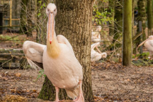 051-2015-12-12 Yill in dierenpark Rhenen