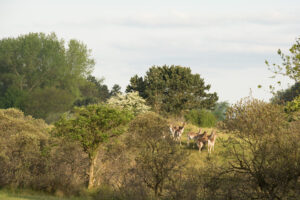 052-2014-05-04 Amsterdamse waterleidingduinen Les 6