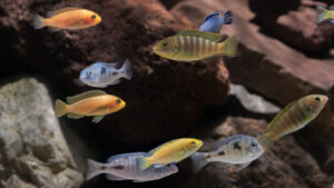 052-2015-01-17 Aquarium