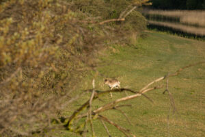 053-2014-05-04 Amsterdamse waterleidingduinen Les 6
