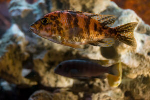 053-2014-12-18 Aquaria Hans Eijken