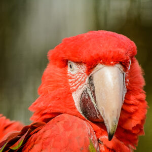 054-2015-02-08 Dierentuin Blijdorp
