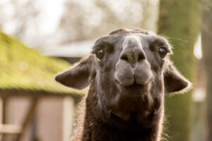 054-2015-12-12 Yill in dierenpark Rhenen