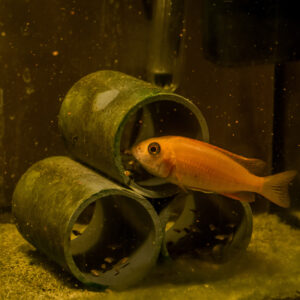 055-2014-12-18 Aquaria Hans Eijken