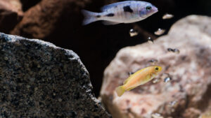 055-2015-01-17 Aquarium